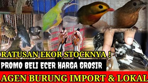 PROMO BELI ECER HARGA GROSIRSTOCK RATUSAN EKOR FULL BURUNG IMPORT