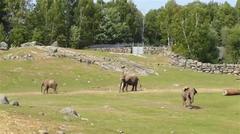 Borås Djurpark Youtube