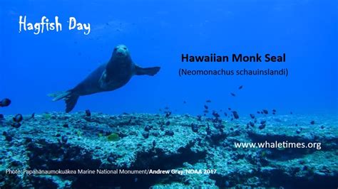 Hagfish Day Star Hawaiian Monk Seal Whaletimes Inc