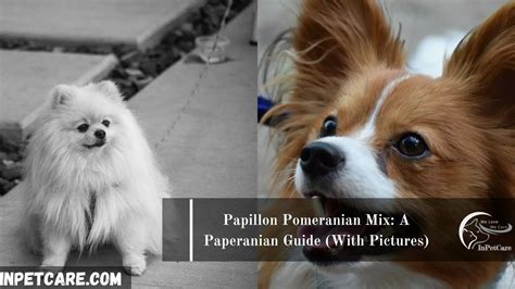 Papillon Pomeranian Mix: A Paperanian Guide (With Pictures)