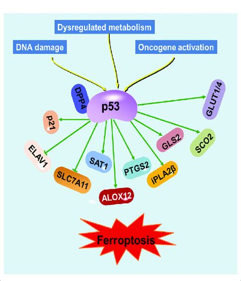 Regulation Of Ferroptosis By P53 Various Proteins Involved In Iron