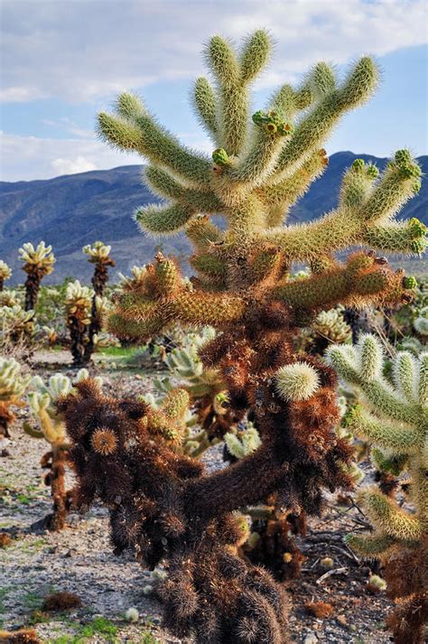 Cholla Teddy Bear Cactus Garden Portrait Photograph by Kyle Hanson