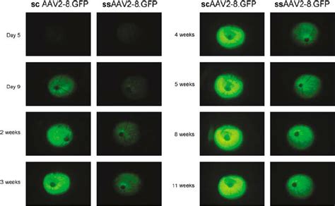 In Vivo Imaging Of Green Fluorescent Protein GFP Fluorescence After