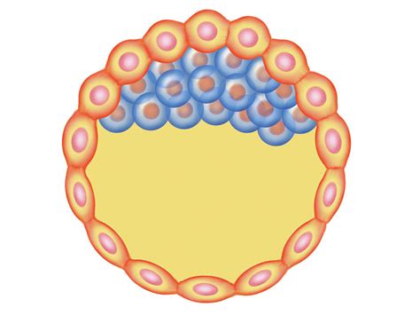 Blastocyst Formation Photograph By Asklepios Medical Atlas Pixels