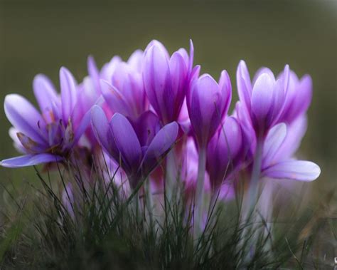 Terlengkap! Cara Budidaya Bibit Bunga Saffron Di Rumah Hingga Panen ...