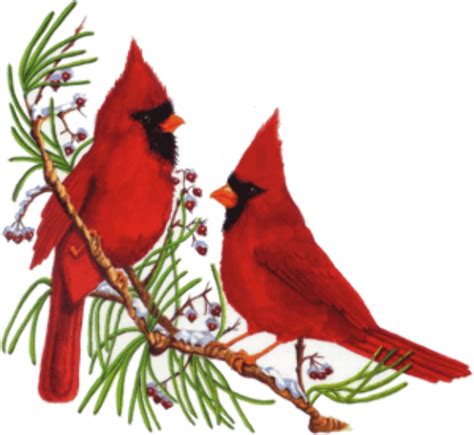 Red Bird PNG Images Transparent Free Download | PNGMart