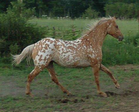 Appaloosa Sport Horse Ava More Photos | Appaloosa horses, Horses, Appaloosa