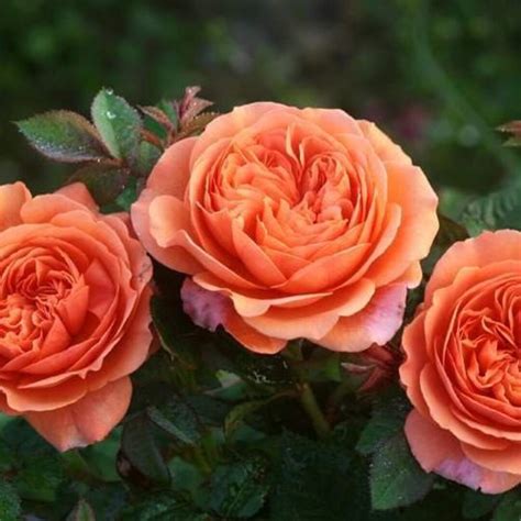 10 Rose Rosa Bush Shrub Perennial Flower Seeds Hw96106 Etsy