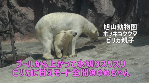 旭山動物園 ピリカに甘えモード全開のゆめちゃん 水切りスリスリ ホッキョクグマ親子 ピリカとゆめちゃん Youtube