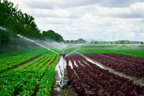 Las Actividades Agr Colas Desperdician El Del Agua