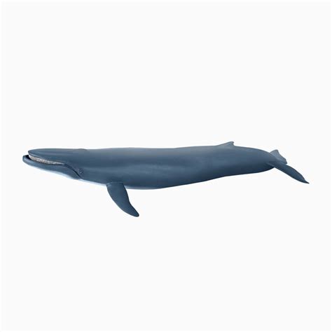 Blue Whale - Papo Wild Animal Figure