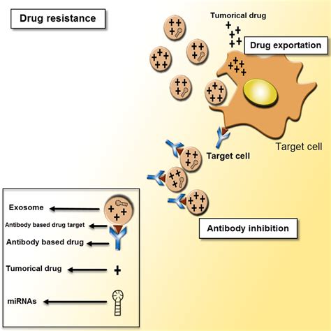 Exosomes As Mediators Of Drug Resistance Drug Resistance Applies For A