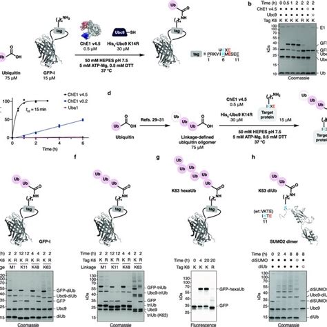 In Vitro Ubiquitylation A Monoubiquitylation Of Gfp I Mediated By