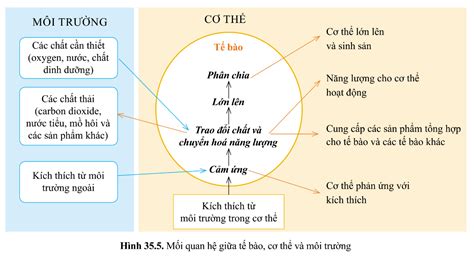 Lý thuyết sự thống nhất giữa các hoạt động sống trong cơ thể sinh 7