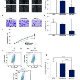 cell migration invasion proliferation  stem cell fraction