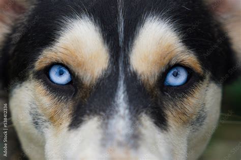 Blue eyes husky Stock Photo | Adobe Stock