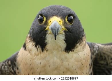 Peregrine Falcon Stoop: Over 121 Royalty-Free Licensable Stock Photos | Shutterstock