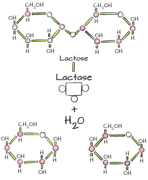 Lactose Structure Diagram