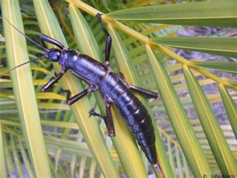 Dryococelus australis (Montrouzier, 1855) | Phasmatodea