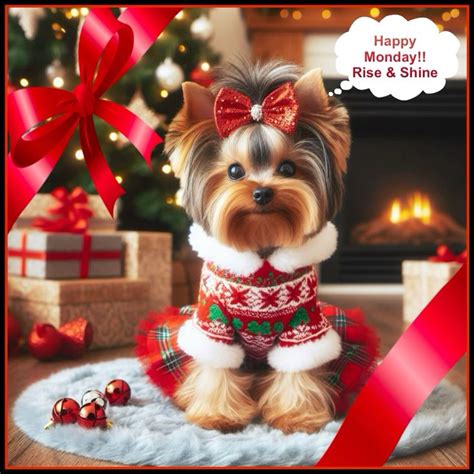 Pin By Maritza Zambrano On Yorkshire Terriers Yorkshire Terrier