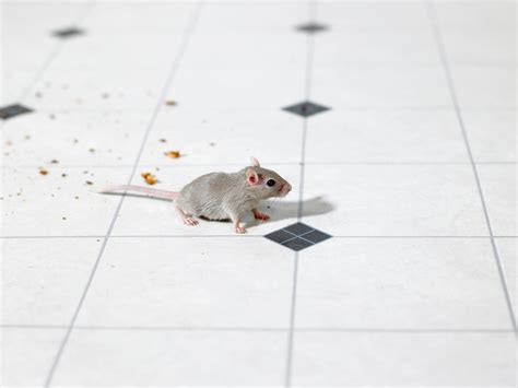 Mice or Rat Droppings in My Kitchen? 5 Important Differences