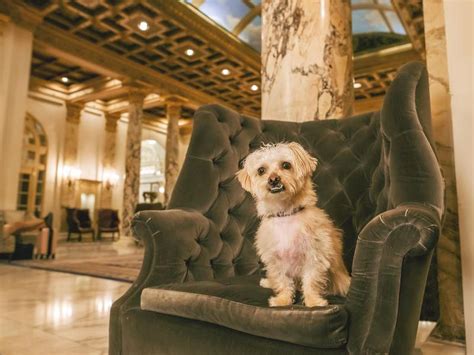 15 Best Pet-Friendly Hotels in the U.S., Ranked | Always Pets