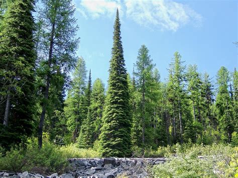 Subalpine Fir | Coniferous Forest