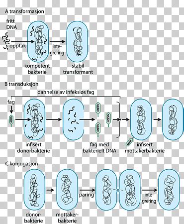 Horizontal Gene Transfer Png Images Klipartz