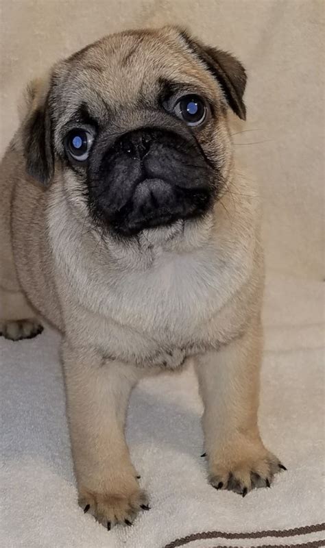 Pug For Sale In Connecticut 61 Petzlover