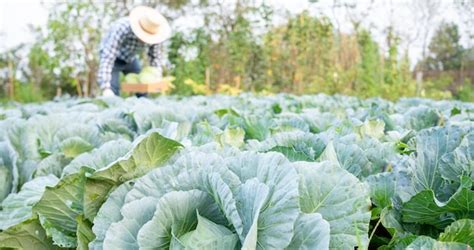 Homem Agricultor Legumes Frescos Colheita De Repolho Sele O