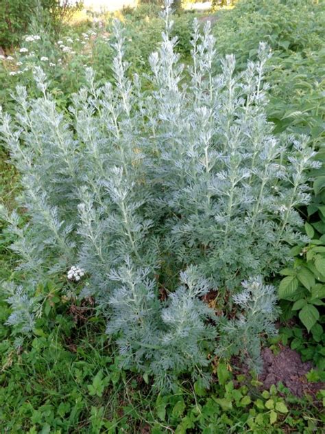 Bylica Pio Un Artemisia Absinthium Sadzonka Ethnogarden