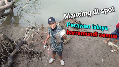 Mancing Kakap Putih Barramundi Pake Pelampung Umpan Udang Hidup Youtube