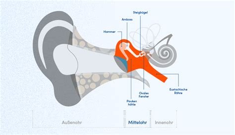 So funktioniert das Ohr Funktionsweise erklärt Apollo