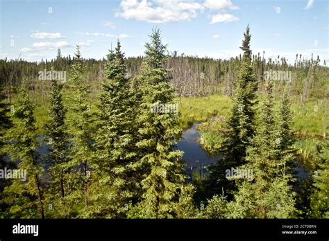 Bosques Boreales Y De Coniferas Fotograf As E Im Genes De Alta