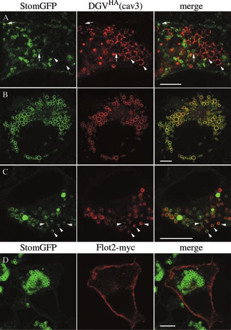 Subcellular Localization Of StomGFP DGV Cav3 HA And Flot2 Myc In