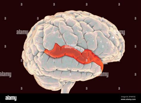 Brain highlighting superior temporal gyrus, illustration Stock Photo ...