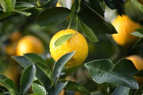 Free Images Tree Water Nature Branch Fruit Sunlight Rain Leaf