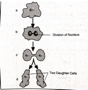 The following Diagram shows which process of sexual reproduction of amoeba?