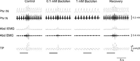 Effects Of Baclofen Microinjected Into The Selected Sites Of The Caudal Download Scientific