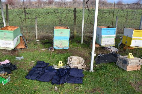 Të fshehura në koshere bletësh Armë zjarri municione luftarake e