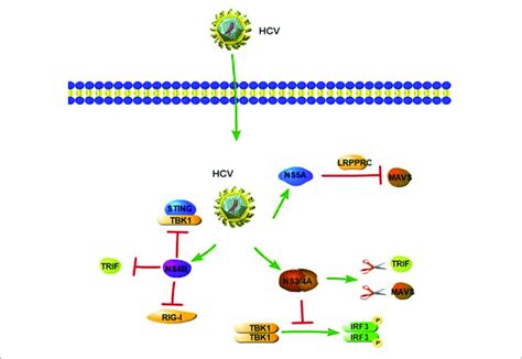 Hepatitis C Virus Suppression Of Type I Interferon Ifn Response