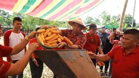 Musim Kemarau Pemkot Manado Ikut Panen Jagung Di Kecamatan Mapanget