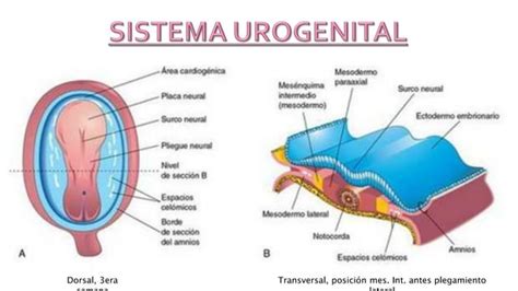 Embriología Desarrollo Del Sistema Urogenital Ppt