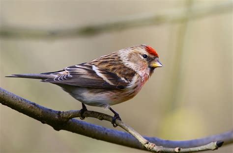 Lesser Redpoll By Lee Fuller Birdguides