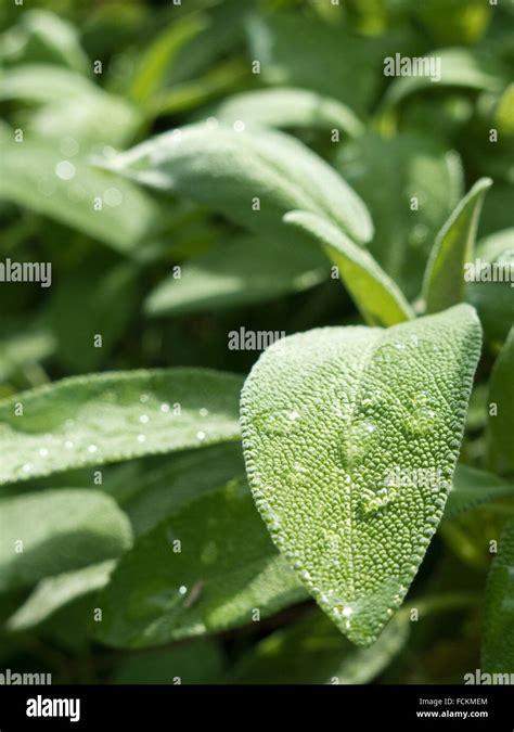 The Aromatic Culinary Herb Called Salvia Officinalis Or Sage With Water