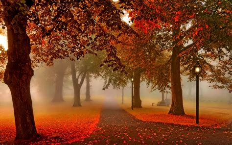 Wallpaper Sunlight Trees Fall Leaves Red Park Branch Lantern