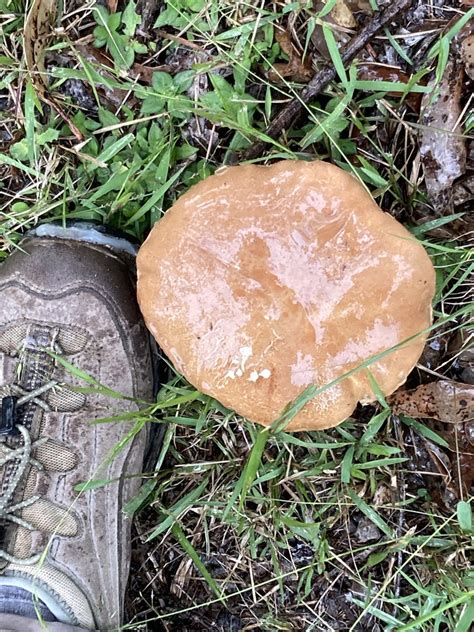 Burnt Orange Bolete From Burraneer Rd Coomba Park Nsw Au On April