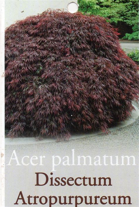 Acer Palmatum Dissectum Atropurpureum Purple Weeping Japanese Maple Blerick Tree Farm