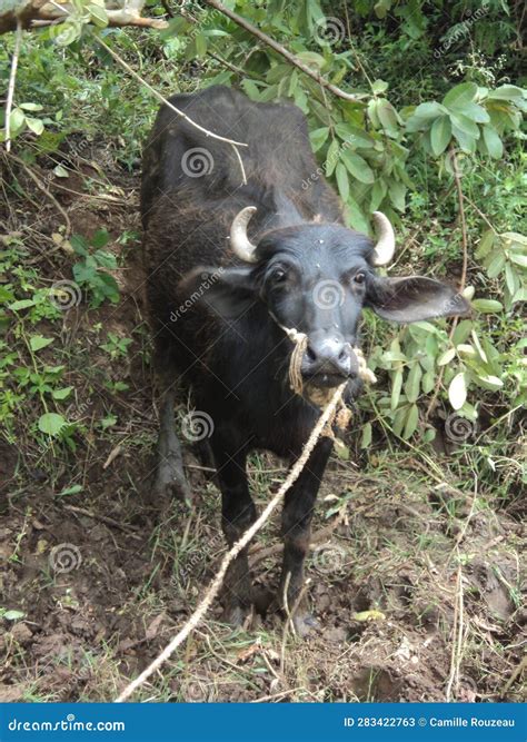 A Buffalo in Rural India, Karnataka Stock Image - Image of mammals ...