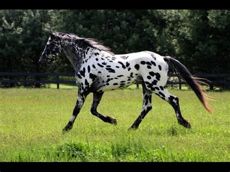 Leopard Appaloosa Stallion